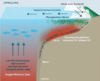 Scientific schematic diagram of a continental shelf experiencing an oxygen minimum zone. The oxygen minimum zone is colored red. Arrows indicate processes such as upwelling, winds from the north, and seaward surface currents. Green dots indicate a phytoplankton bloom in surface waters.