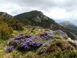 ERINACEA ANTHYLLIS - MONTSEC - IB-487 (Eriçó).jpg