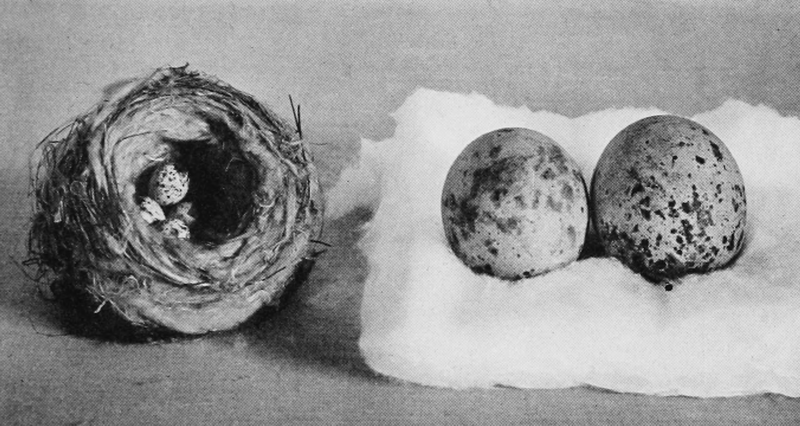 File:Eggs BSNH 1930.png