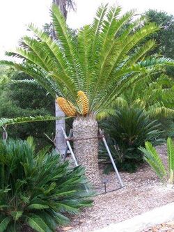 Encephalartos natalensis x woodii Female.jpg