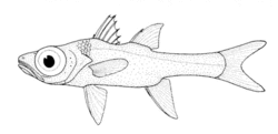 Epigonus lenimen (Big-eyed Cardinalfish).gif