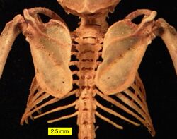 Eptesicus fuscus scapulae ribs.jpg