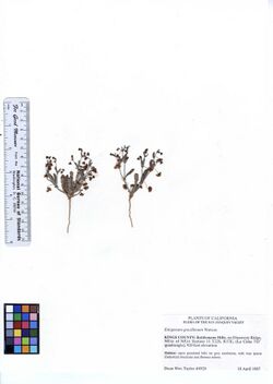 Eriogonum gracillimum (6056928596).jpg