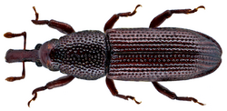 Euophryum confine (Broun, 1881) (15395903796).png