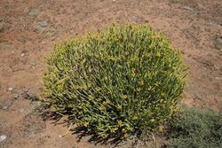 Euphorbia mauretanica MS 9595.jpg