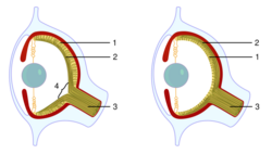 Evolution eye 2.svg