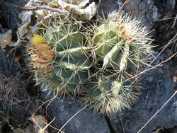 Ferocactus glaucescens (1).jpg