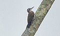 Fire-bellied Woodpecker - Ghana S4E1787 (16222859798) (cropped).jpg
