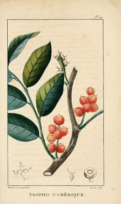 Flore pittoresque et médicale des Antilles (Pl. 19) (6004847359).jpg