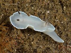 Glossodoris misakinosibogae.jpg