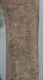 Gmelina arborea bark I IMG 3543.jpg