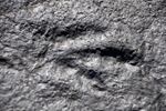 Grallator (dinosaur footprint) (Cow Branch Formation, Upper Triassic; Solite Quarry, Pittsylvania County-Rockingham County border, Virginia-North Carolina border, USA) 18 (51384046350).jpg