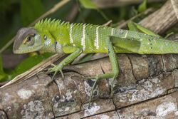 Green garden lizard (Calotes calotes) male non breeding cr.jpg