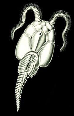 Haeckel Amphoridea-1a.jpg