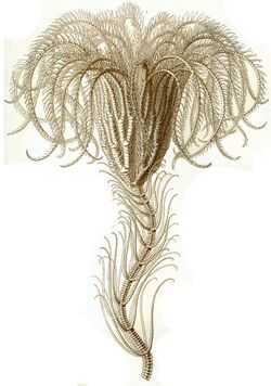 Haeckel Crinoidea 1 Saracrinus angulatus.jpg