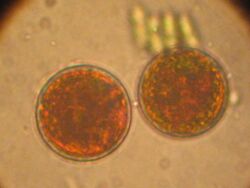 Haematococcus (2006 02 27).jpg