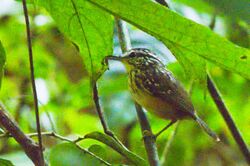 Imeri Warbling-Antbird.jpg