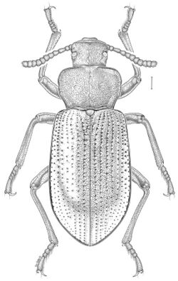 Ipthiminus-serratus-drawing.jpg