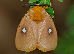 Isabel's Slug Moth (Chrysopoloma isabellina) (11908230363).jpg
