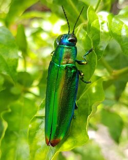 Jewel beetle (Chrysochroa fulminans), Mindanao, Philippines 03.jpg
