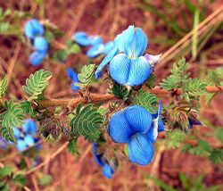A sky-blue pea flower