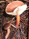 Lactarius hepaticus 031123w.jpg