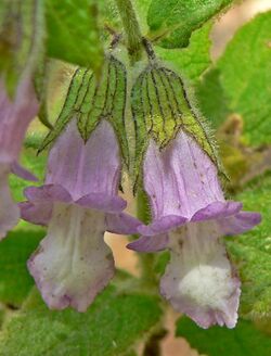 Lepechinia fragrans 2.jpg