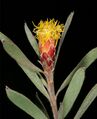 Leucadendron rubrum 1DS-II 2-3767.jpg