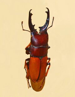 Lucanidae - Leptinopterus tibialis.JPG