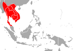 Malayan Horseshoe Bat area.png
