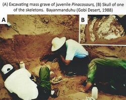 Mass grave of juvenile dinosaurs - Bayanmanduhu, Gobi Desert, 1988.jpg