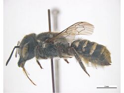 Megachile heriadiformis f.jpg