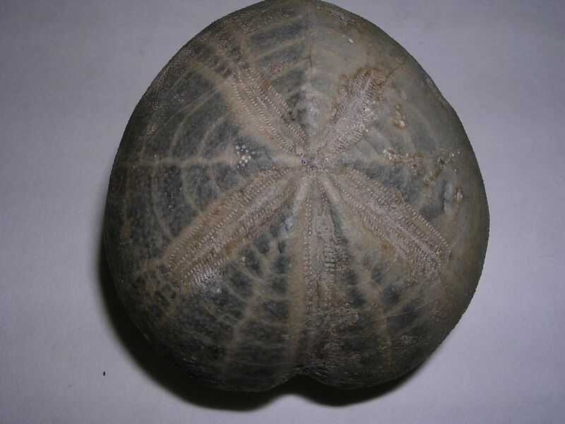 File:Micraster coranguinum.4 - Cretacico superior.JPG