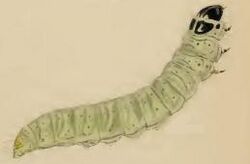 Mirificarma lentiginosella larva.JPG