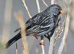 Mourning Sierra Finch (Rhopospina fruticeti), Colca Canyon, Peru.jpg