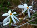 Flower of Narcissus serotinus