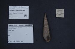 Naturalis Biodiversity Center - ZMA.MOLL.80008 - Pristiterebra bifrons (Hinds, 1844) - Terebridae - Mollusc shell.jpeg