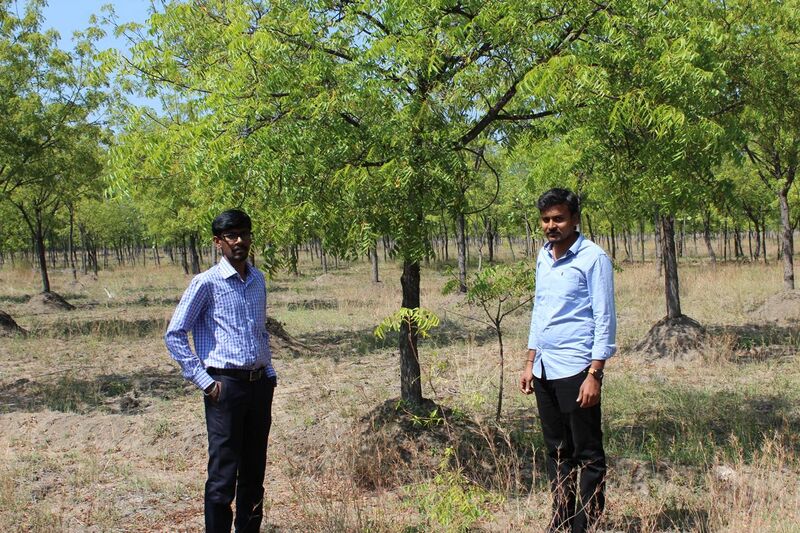 File:Neem tree farm in south india.jpg