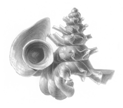 Opisthostoma mirabile shell.png