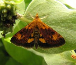 Orange Mint Moth 9297.8.24.07.w.wiki.jpg
