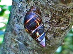 Orthalicidae - Liguus fasciatus-001.JPG