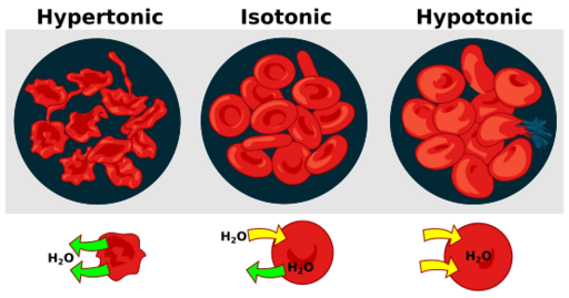 File:Osmotic pressure on blood cells diagram.svg