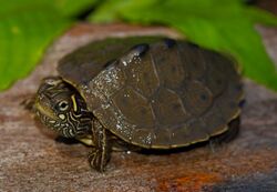 Ouachita Map Turtle (Graptemys ouachitensis) (40582536730).jpg