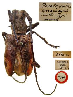 Paraleprodera assamensis Breuning, 1935 (= Paraleprodera bigemmata Thomson, 1865) (10814675484).jpg