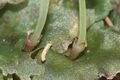 Pellia epiphylla IMG 1631.jpg