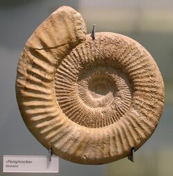 Perisphinctes ammonite.jpg