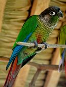 A green parrot with a black head, blue wings, and a red tail with a white eye-spot