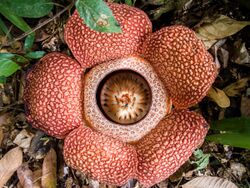 Rafflesia keithii (13890819315).jpg