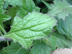 Rehmannia elata leaf.jpg