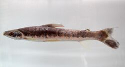 Rhytiodus argenteofuscus.jpg